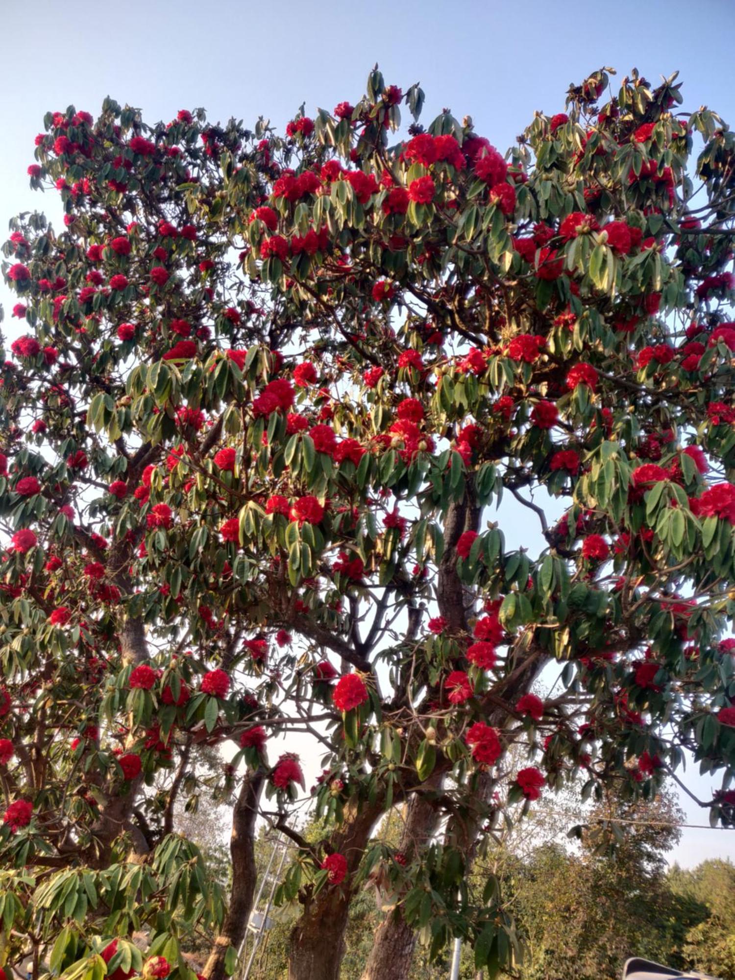 Chareli Resort Nagarkot Bagian luar foto